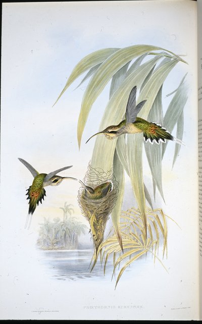 Eurynome Hermit (Phaethornis Eurynome) (el renginde taş) by John (after) Gould