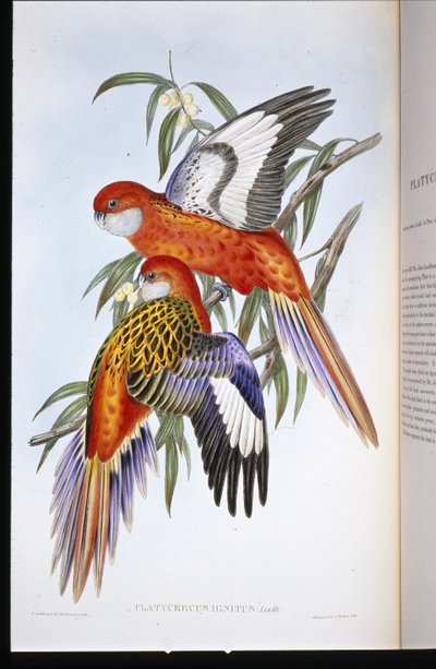 Ateşli Parakeet (ateşlenmiş ornitorenk) (el renginde taş) by John (after) Gould