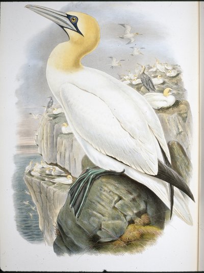 Ganet (Sula Bassana) (el renkli üyeler) by John (after) Gould
