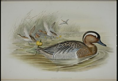 Garganey (Querquedula Circa) (el boyaması taş) by John (after) Gould