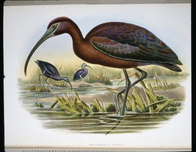 Parlak dağ keçisi (Falcinellus Igneus) (renkli gravür) by John (after) Gould