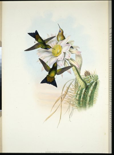 Parlayan Kabarık Bacak (Eriocnemis Elbise) (el rengi taşlı) by John (after) Gould