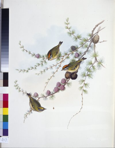 Goldcrest (Regulus Regulus) (el renginde taş) by John (after) Gould