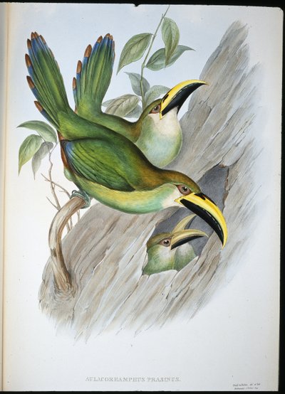 Altın yeşili Groovebill Toucan (Aulacoramphus Prasinus) (el renginde taş) by John (after) Gould