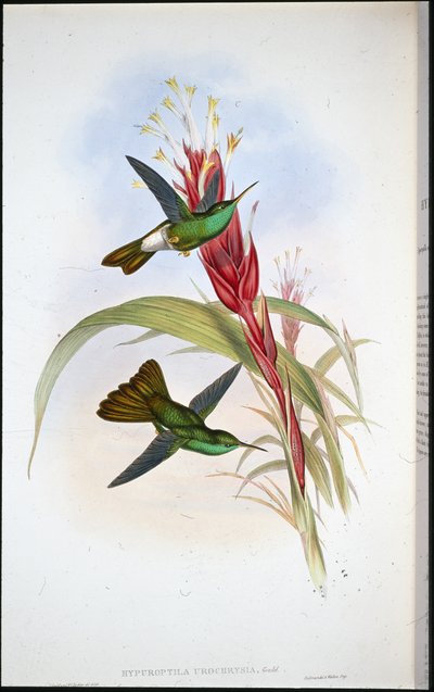 Altın kuyruklu Plumeleteer (Hypuroptila Urochrysia) (el rengi taş) by John (after) Gould