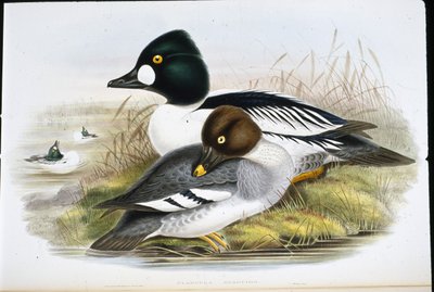 Altın Göz (Clangula Glaucion) (el renginde taş) by John (after) Gould