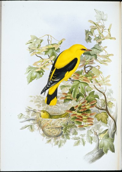 Altın Sarımsak (Oriolus Galbula) (el renginde taş) by John (after) Gould