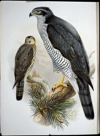 Çakır kuşu (Astur Palumbarius) (el boyaması taş) by John (after) Gould
