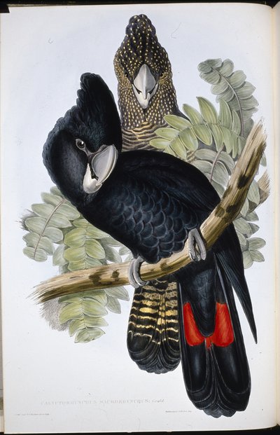 Büyük Faturalı Kara Kakadu (Calyptorhynchus Macrorhynchus) (el renginde taş) by John (after) Gould