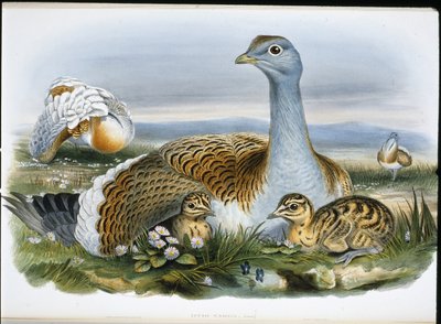 Toy kuşu (Otis Tarda) (el boyaması taş) by John (after) Gould