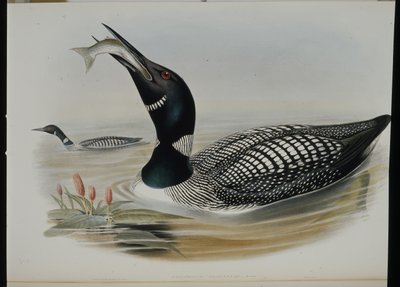 Great Northern Diver (Colymbus Glacialis) (el boyaması taş) by John (after) Gould