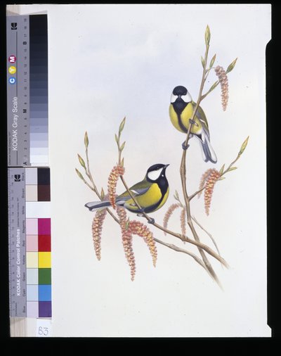 Büyük Baştankara (Parus Major) (el renginde taş) by John (after) Gould