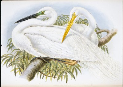 Büyük Ak Balıkçıl (Herodias Alba) (el boyaması taş) by John (after) Gould