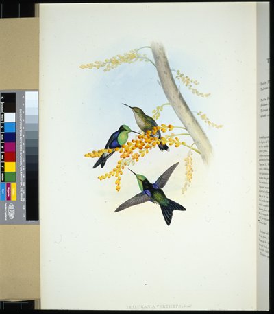 Yeşil tepeli Panoplitler (thalurania verticeps) (el renginde taş) by John (after) Gould