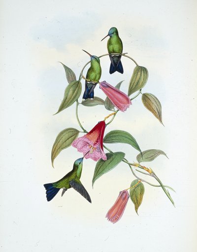 Yeşil ve Mavi Safir (eucephala smaragdocaerulea) (el renginde taş) by John (after) Gould