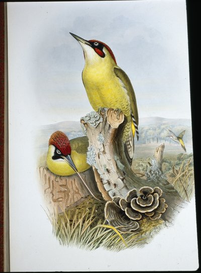 Yeşil Ağaçkakan (Gecinus Viridis) (el boyaması taş) by John (after) Gould