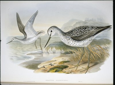 Greenshank (Glottis Canescens) (el boyaması taş) by John (after) Gould