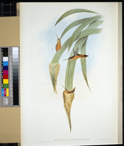 Gri boğazlı Hermit (phaethornis griseogularis) (el renginde taş) by John (after) Gould