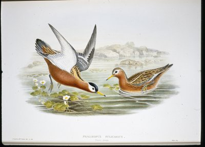 Gri Phalarope (Phalaropus Fulicarius) (el renginde taş) by John (after) Gould