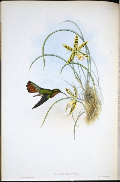 Tüylü Münzevi (Glaucis Hirsutus) (el boyaması taş) by John (after) Gould