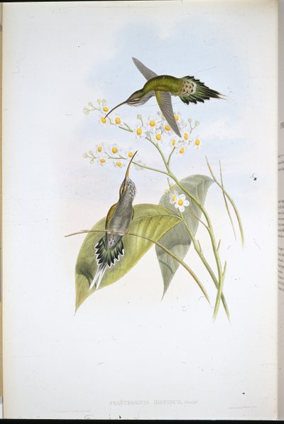 Tüylü Münzevi (Phaethornis Hispidus) (el boyaması taş) by John (after) Gould