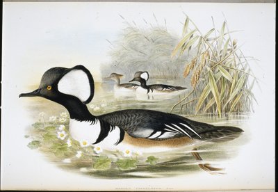 Kapşonlu Merganser (Mergus Cucullatus) (el renginde taş) by John (after) Gould