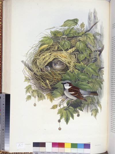 Ev Serçesi (Passer domesticus) (el boyaması taş) by John (after) Gould