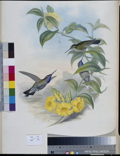 Sinek kuşları (Delattria Clemenciae) (el renginde lito) by John (after) Gould