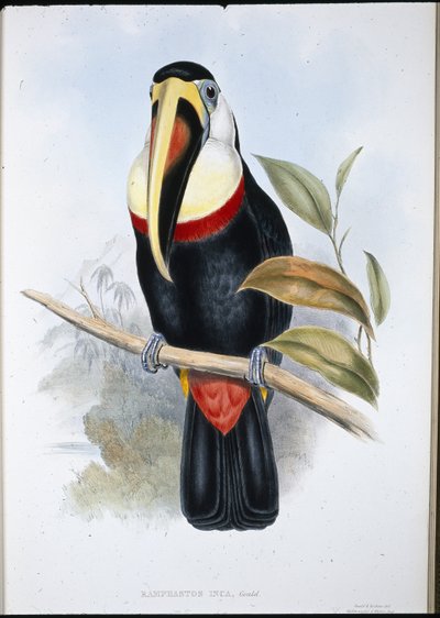 Inca Toucan (Ramphastos inica) (el boyaması taş) by John (after) Gould