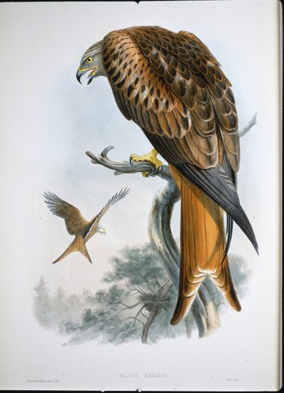 Glead Uçurtması (Milvus Regalis) (renkli gravür) by John (after) Gould