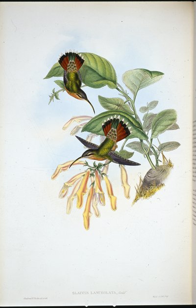 Mızraklı Hermit (Glaucis Lanceolata) (el renginde taş) by John (after) Gould