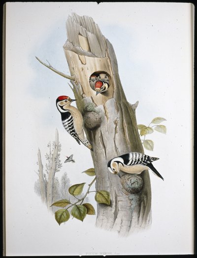 Küçük Benekli Ağaçkakan (Picus Minor) (el boyaması taş) by John (after) Gould