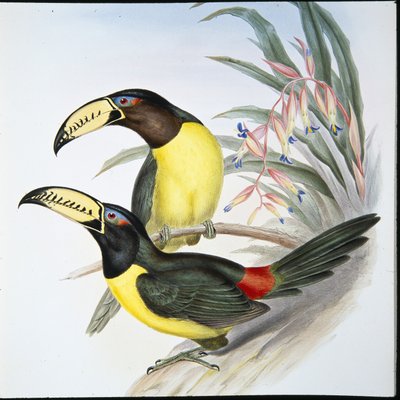 Harfli Aracari Toucan (Pteroglossus Inscriptus) (el boyaması taş) by John (after) Gould