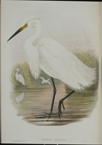 Küçük Ak balıkçıl (Egretta Garzetta) (el boyaması taş) by John (after) Gould