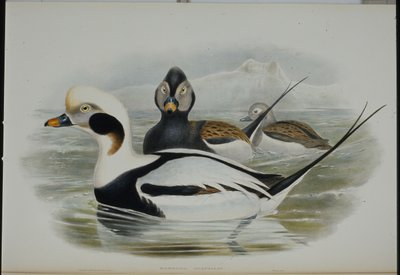 Uzun kuyruklu ördek (Harelda Glacialis) (el boyaması taş) by John (after) Gould