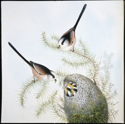 Uzun Kuyruklu Baştankara (Mecistura Caudata) (el renginde taş) by John (after) Gould