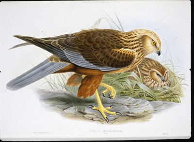 Marsh Harrier (Circus Aeruginosus) (renkli gravür) by John (after) Gould