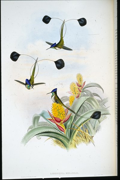 Muhteşem Sinek kuşu (Loddigesia Mirabilis) (el boyaması taş) by John (after) Gould