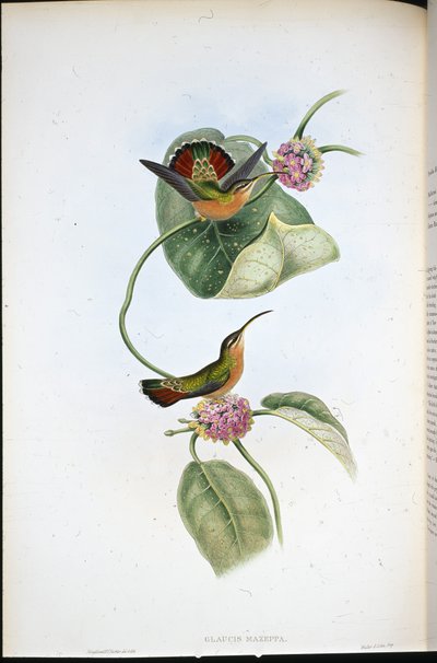 Mazeppa Münzevi (Glaucis Mazeppa) (el boyaması taş) by John (after) Gould