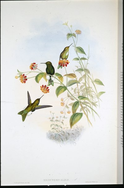 Metalik Kabarık bacak (Eriocnemis Alinae) (el renginde taş) by John (after) Gould