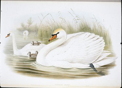 Sessiz Kuğu (Cygnus Olor) (el renginde taş) by John (after) Gould