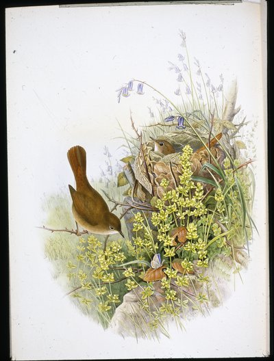 Bülbül (el renginde taş) by John (after) Gould