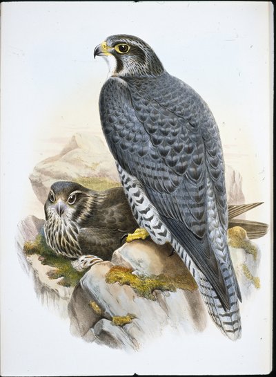 Norveç veya Gyrfalcon Falcon (Falco Gyrfalco) (el renginde taş) by John (after) Gould