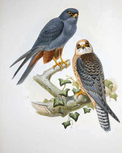 Turuncu bacaklı Hobi (Erythropus Vespertinus) (el boyaması taş) by John (after) Gould