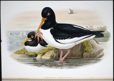 İstiridye Yakalayıcı (Heamatopus Ostralegus) (el renginde taş) by John (after) Gould