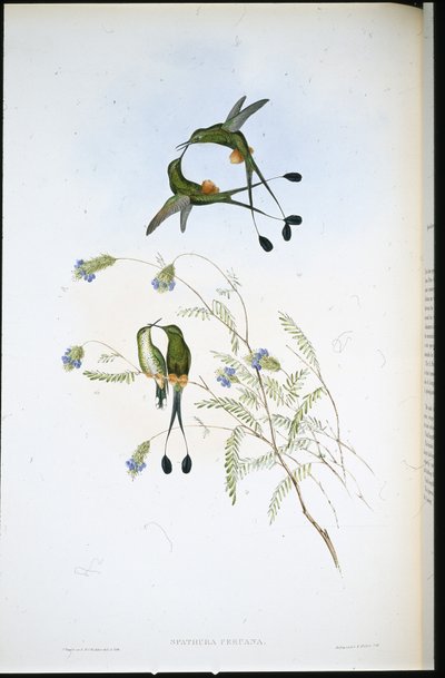Peru Raket kuyruğu (Spathura Peruana) (el renginde taş) by John (after) Gould