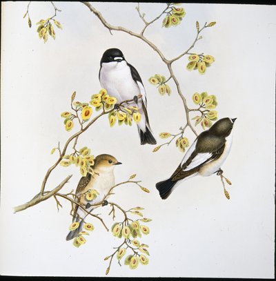 Alaca Sinekkapan (Muscicapa Atricapilla) (el boyaması taş) by John (after) Gould