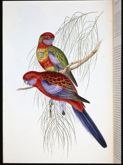 Platycercus pennantii (el renginde taş) by John (after) Gould