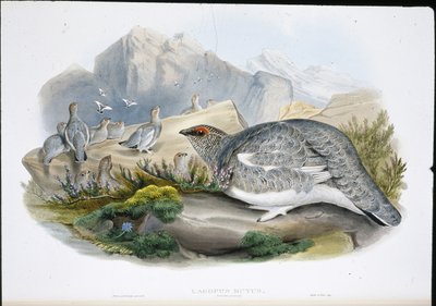 Ptarmigan (Sonbahar Tüyleri) (Lagopus Mutus) (el renginde taş) by John (after) Gould