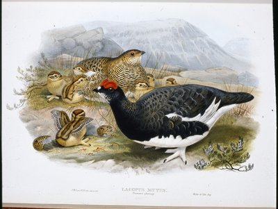 Ptarmigan (Yaz Tüyleri) (Lagopus Mutus) (el boyaması taş) by John (after) Gould